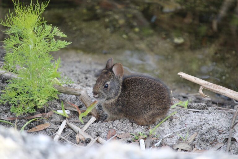 Wie spielt man Hase und Igel