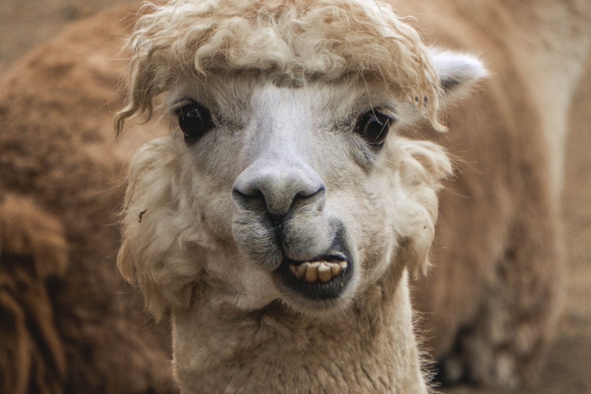 Die besten Strategien für L.A.M.A.