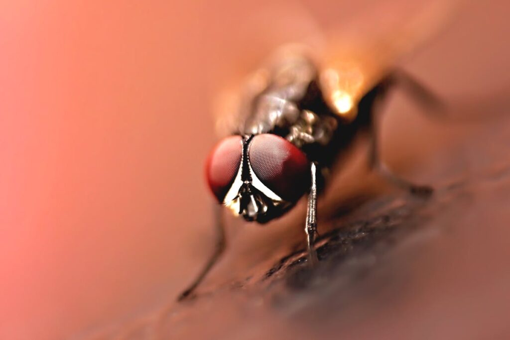 Spielanleitung für Fliegenklatsche