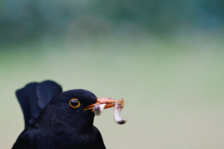 Spielregeln für Verflixxt!