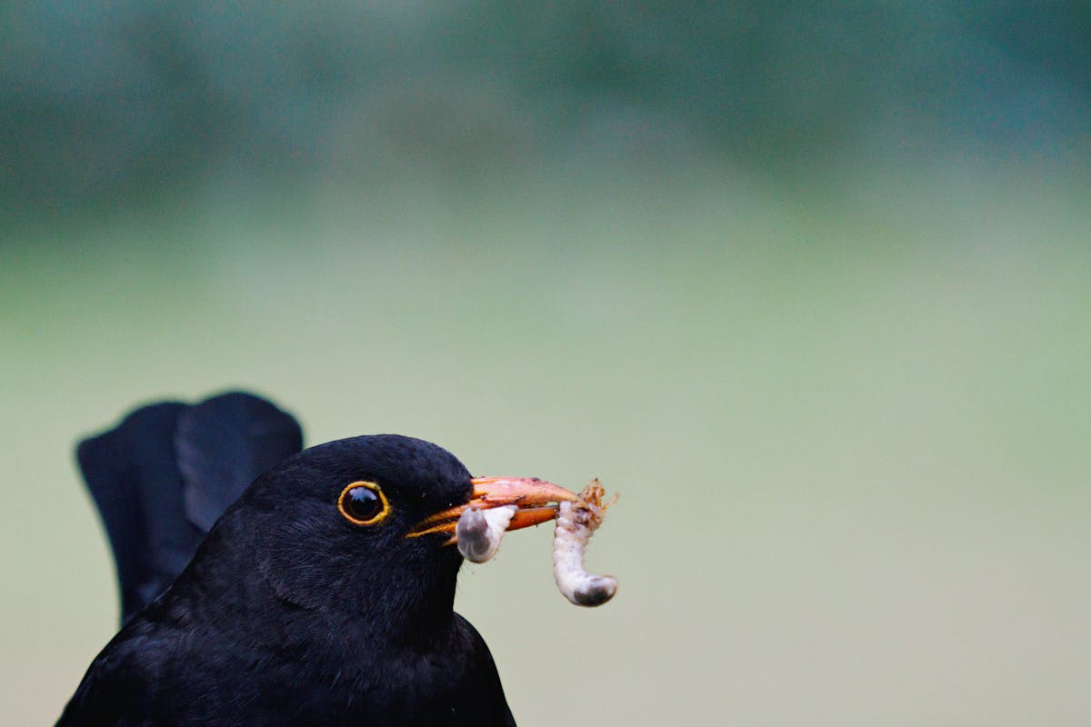 Spielregeln für Verflixxt!