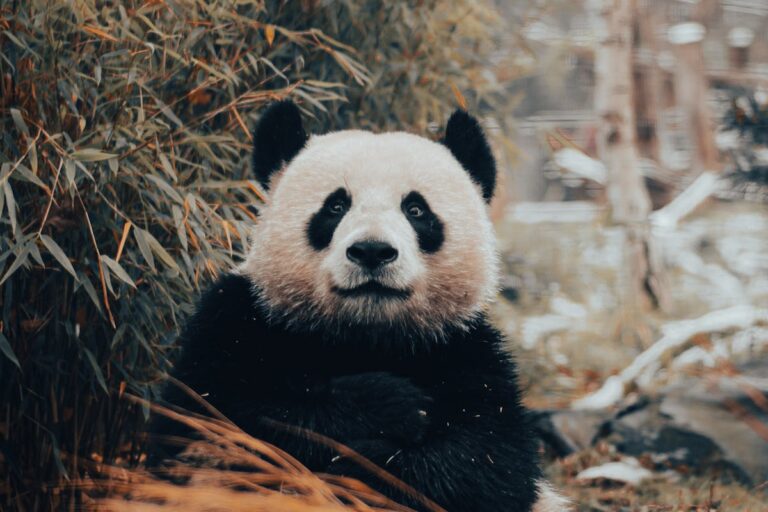 Anleitung für King of Tokyo: Power Up!