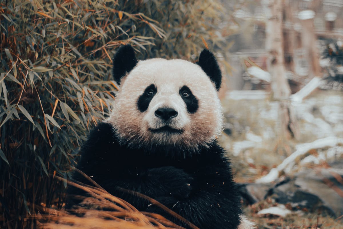 Anleitung für King of Tokyo: Power Up!