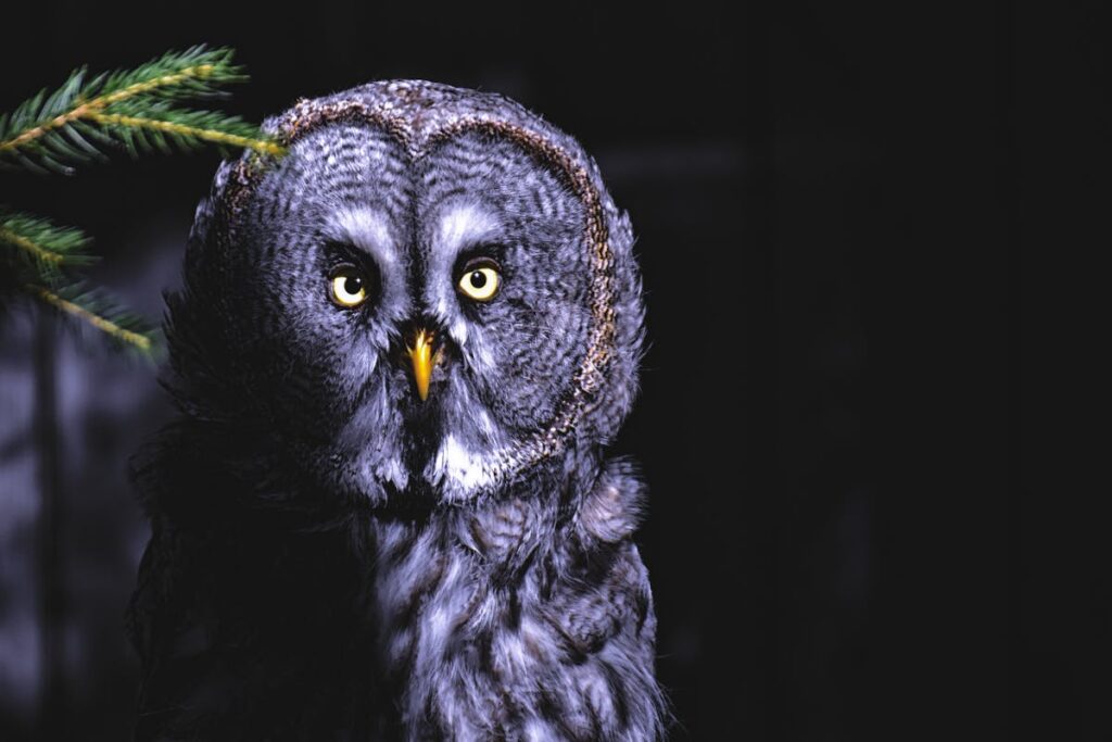 Spielregeln für Flügelschlag: Europa Erweiterung