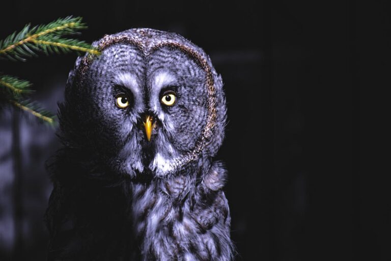 Spielregeln für Flügelschlag: Europa Erweiterung