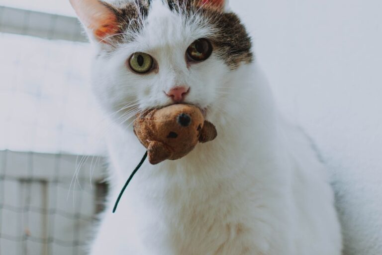 Die besten Strategien für Viva Topo!