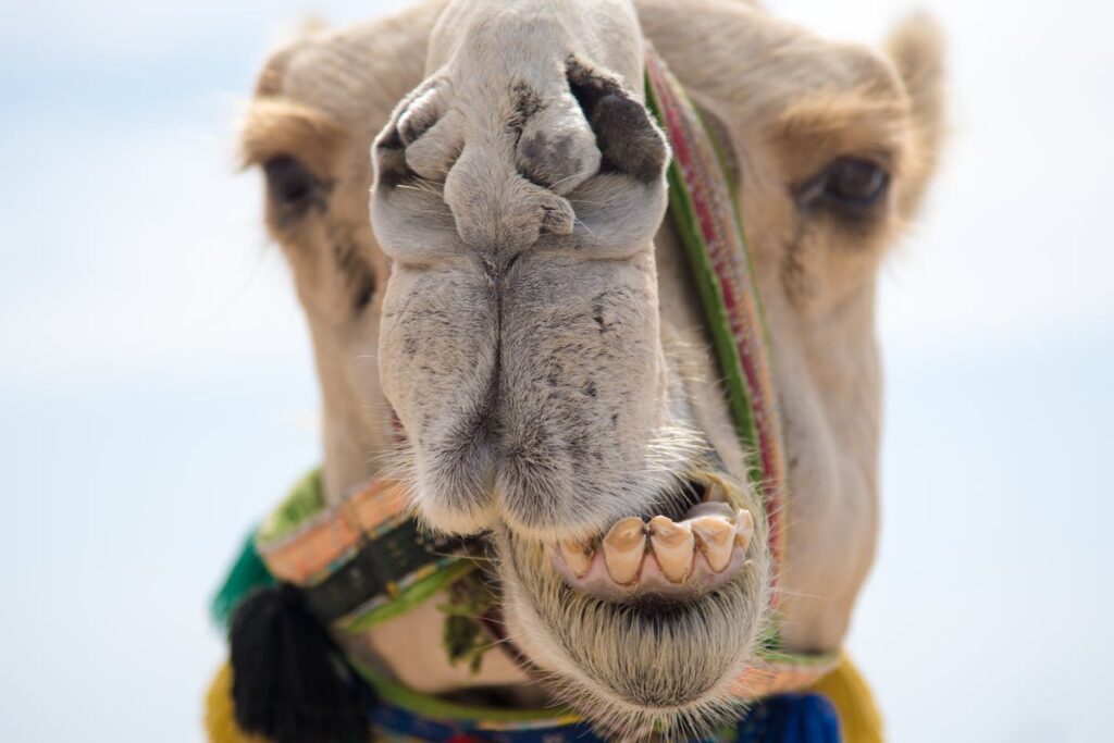 Die besten Tipps für Camel Up: Das Kartenspiel