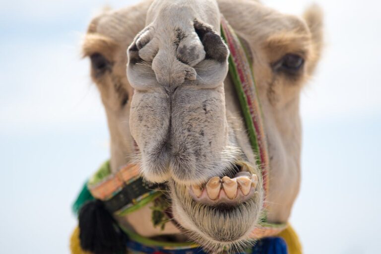 Die besten Tipps für Camel Up: Das Kartenspiel