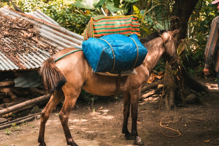 Die besten Tipps für Thurn und Taxis: Der Kurier der Fürstin