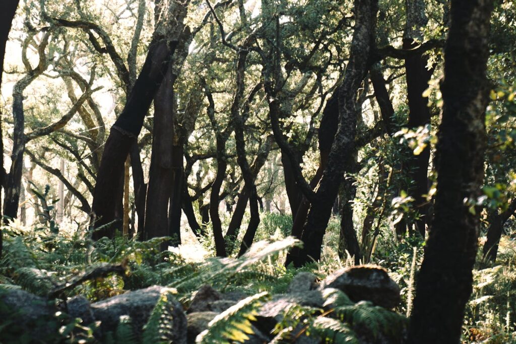 Spielanleitung für Mystic Vale: Tal der Wildnis