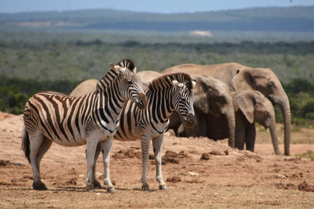Wie man Fabelsaft spielt