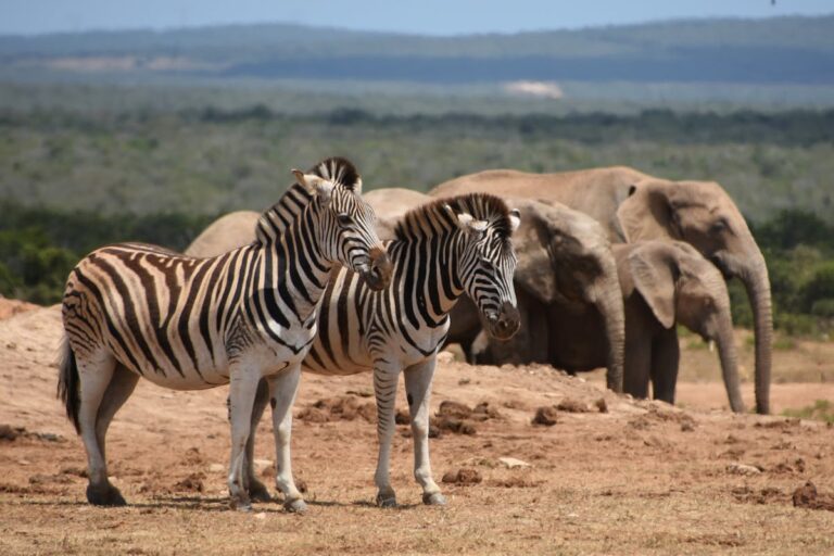 Wie man Fabelsaft spielt